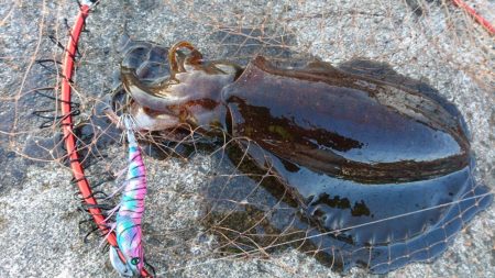 キロアオリイカ３杯